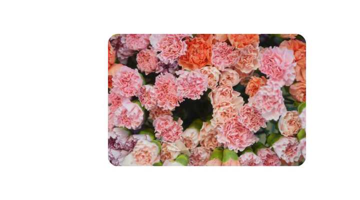 Casestudies Flamingo3